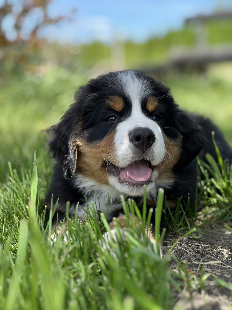 Emotional Support Post