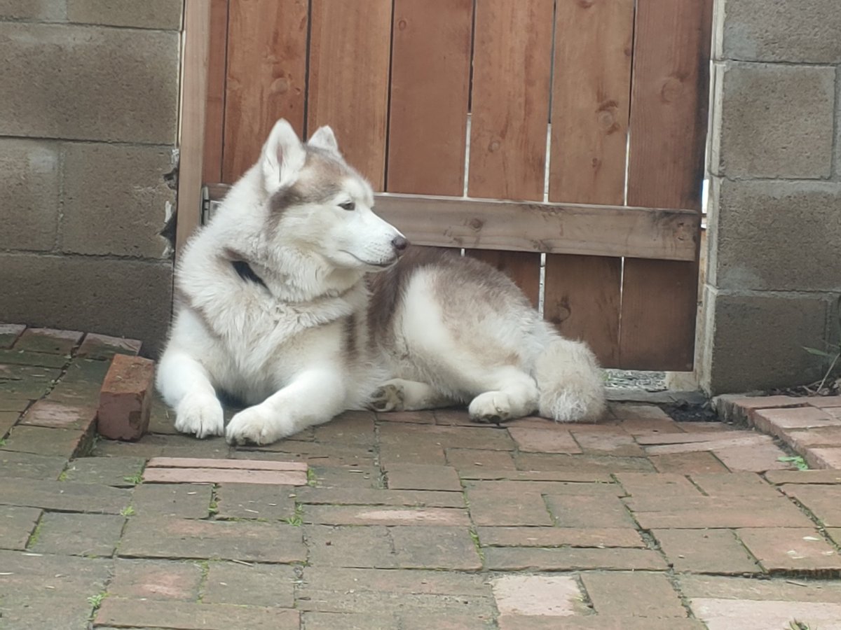 Andy / Tofü tweet media