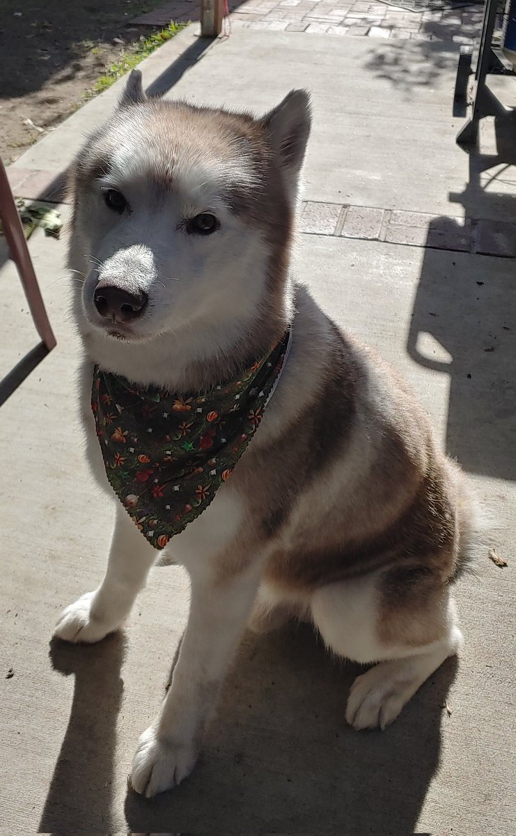 Andy / Tofü tweet media