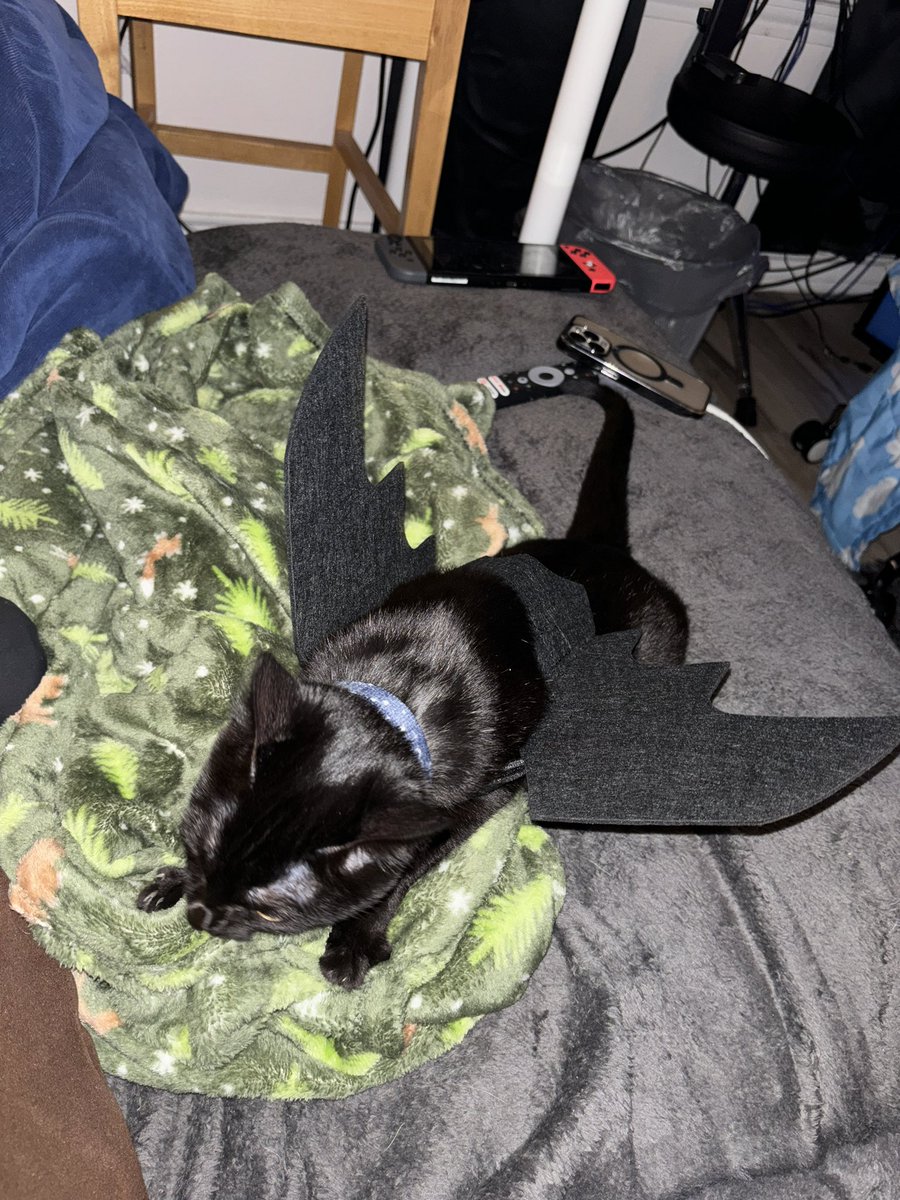 strbrybb's tweet image. kitty!