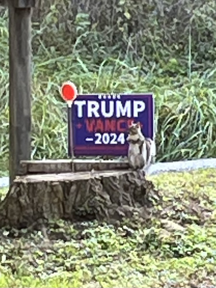 JackiLinn's tweet photo. @elonmusk Virginian squirrels for Trump! https://t.co/C0mPFJJaWc
