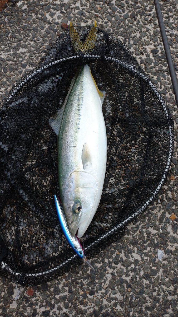 Quartier_t's tweet photo. ホントに釣れた〜
青物〜
この魚何て呼ぶの
が正解ですか？４５センチです
誰か教えてください
ヤズ？ https://t.co/xrrx80okEx