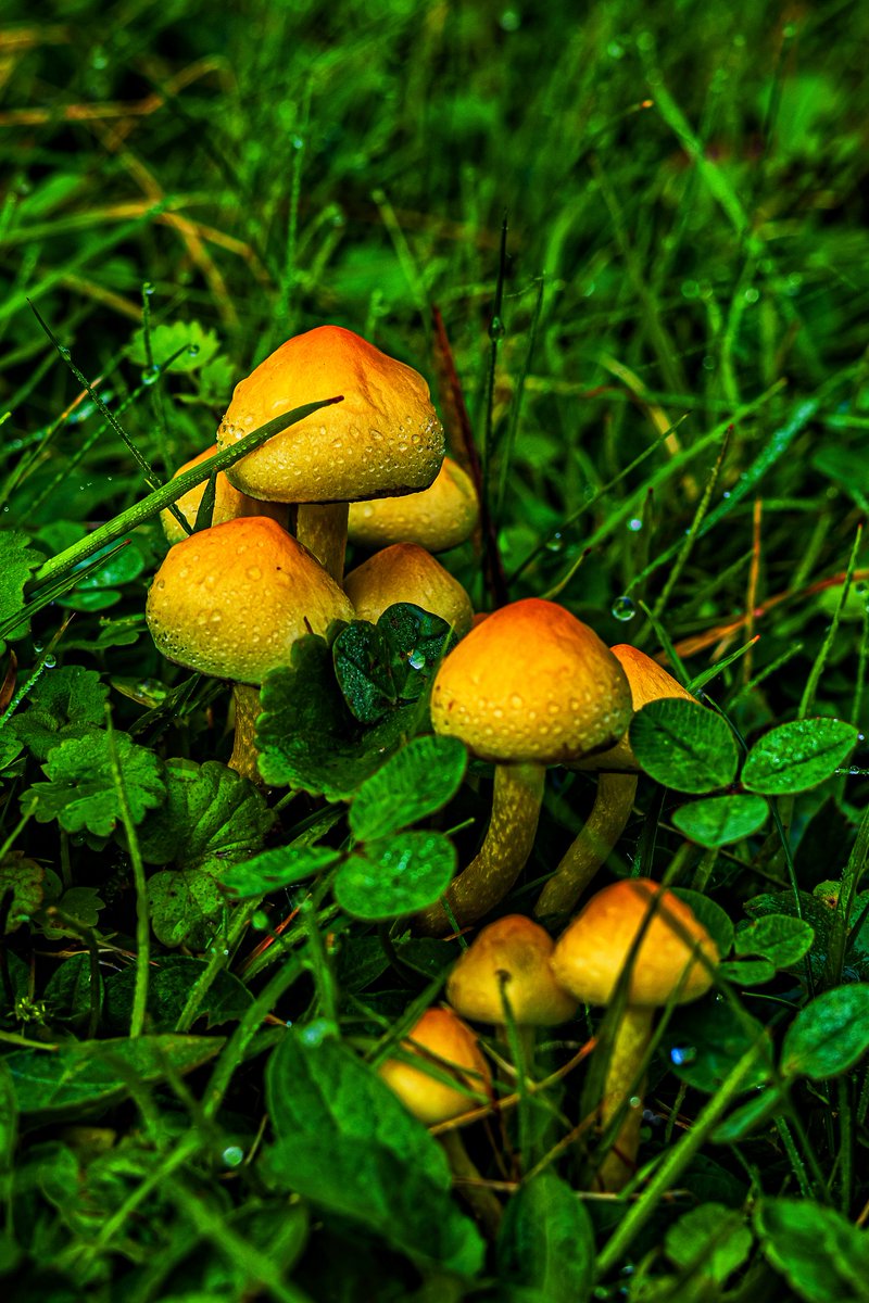 AntartFoto's tweet photo. #mushrooms #nature https://t.co/ZD0PdZabNk