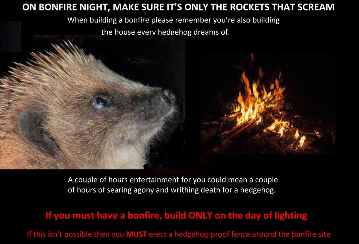 Tonight, make sure it's only the rockets that scream.
Unlike most mammals, hedgehogs don't have the Flight or Fight Response to danger.
So no matter how frightened they are, they don't bite, and they don't run away.
Their response to danger is to curl up into a protective ball