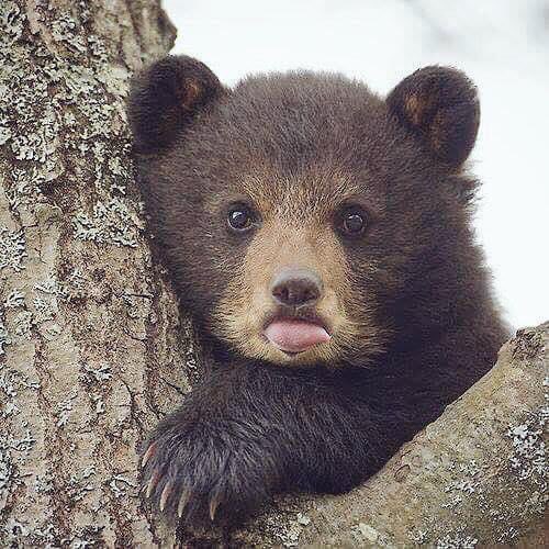 problembear tweet media