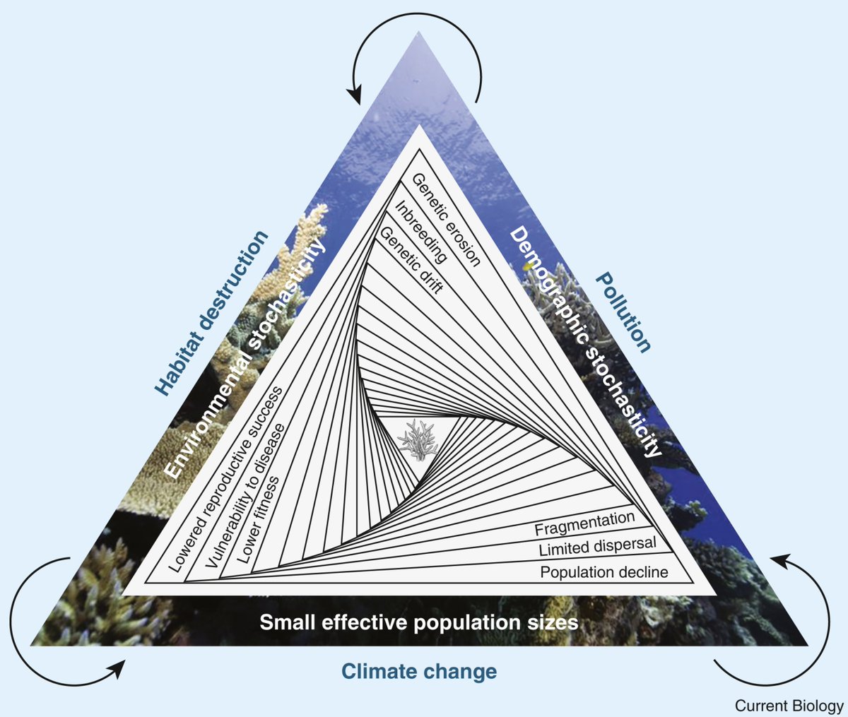 A/Prof Zoe Richards (@zoer_coral) on Twitter photo Corals entrapped in an extinction vortex 🪸
My take on the excellent paper by <a href="/AlelimonHA/">Alejandra Hernández</a> <a href="/pimbongaerts/">Pim Bongaerts</a> & colleagues which highlights the critical consequences of genetic diversity loss in endangered corals <a href="/CurrentBiology/">Current Biology</a> #conservation #coralCOREgroup
authors.elsevier.com/a/1k2O93QW8S6G… Corals entrapped in an extinction vortex 🪸
My take on the excellent paper by <a href="/AlelimonHA/">Alejandra Hernández</a> <a href="/pimbongaerts/">Pim Bongaerts</a> & colleagues which highlights the critical consequences of genetic diversity loss in endangered corals <a href="/CurrentBiology/">Current Biology</a> #conservation #coralCOREgroup
authors.elsevier.com/a/1k2O93QW8S6G…