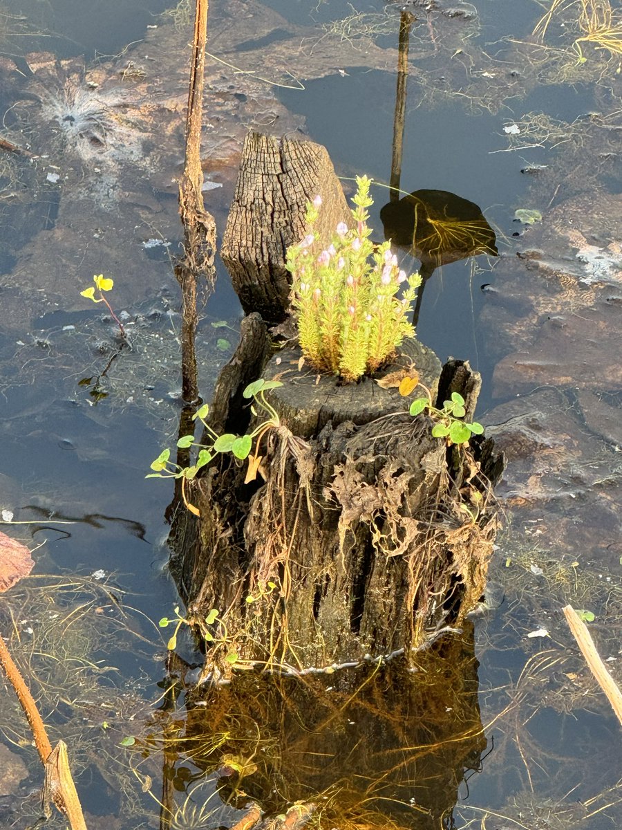 Mrinal_MLA's tweet photo. Plant #biodiversity in a wetland.
#MorningClick https://t.co/4S3f6bQuk9