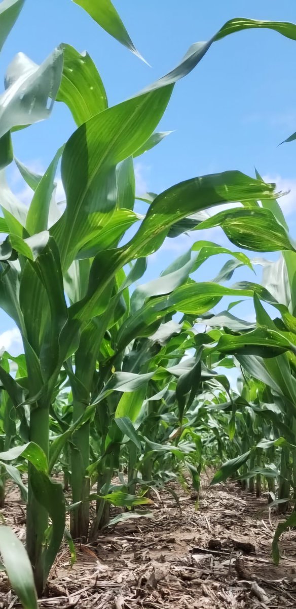 Roberto Peiretti (@peirettiroberto) on Twitter photo My early No Tilled Corn, looks promising this season <a href="/ADAlvarez7/">AD Alvarez ๐๐๐ฑ๐ฝ๐ต๐ญ</a> <a href="/bebelm22/">Jorge Lopez Menendez๐ฆ๐ท๐ธ๐ฑ๐ง๐ด</a> <a href="/GlobalFarmerNet/">GlobalFarmerNetwork</a> My early No Tilled Corn, looks promising this season <a href="/ADAlvarez7/">AD Alvarez ๐๐๐ฑ๐ฝ๐ต๐ญ</a> <a href="/bebelm22/">Jorge Lopez Menendez๐ฆ๐ท๐ธ๐ฑ๐ง๐ด</a> <a href="/GlobalFarmerNet/">GlobalFarmerNetwork</a>