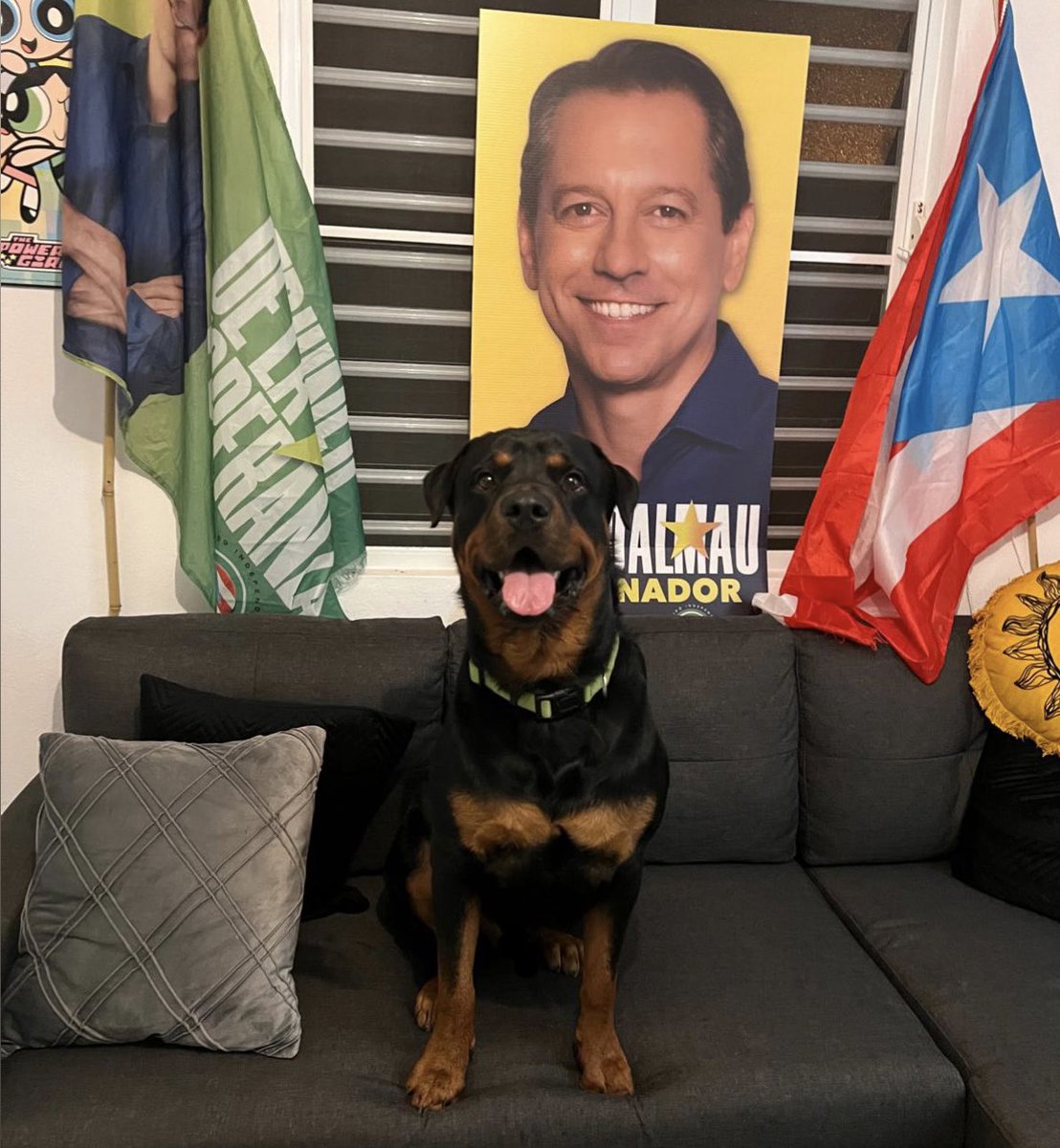 firelordmanuel's tweet photo. ¡Pawtria Nueva! 💚 

@juandalmauPR https://t.co/DW6oEykNpD