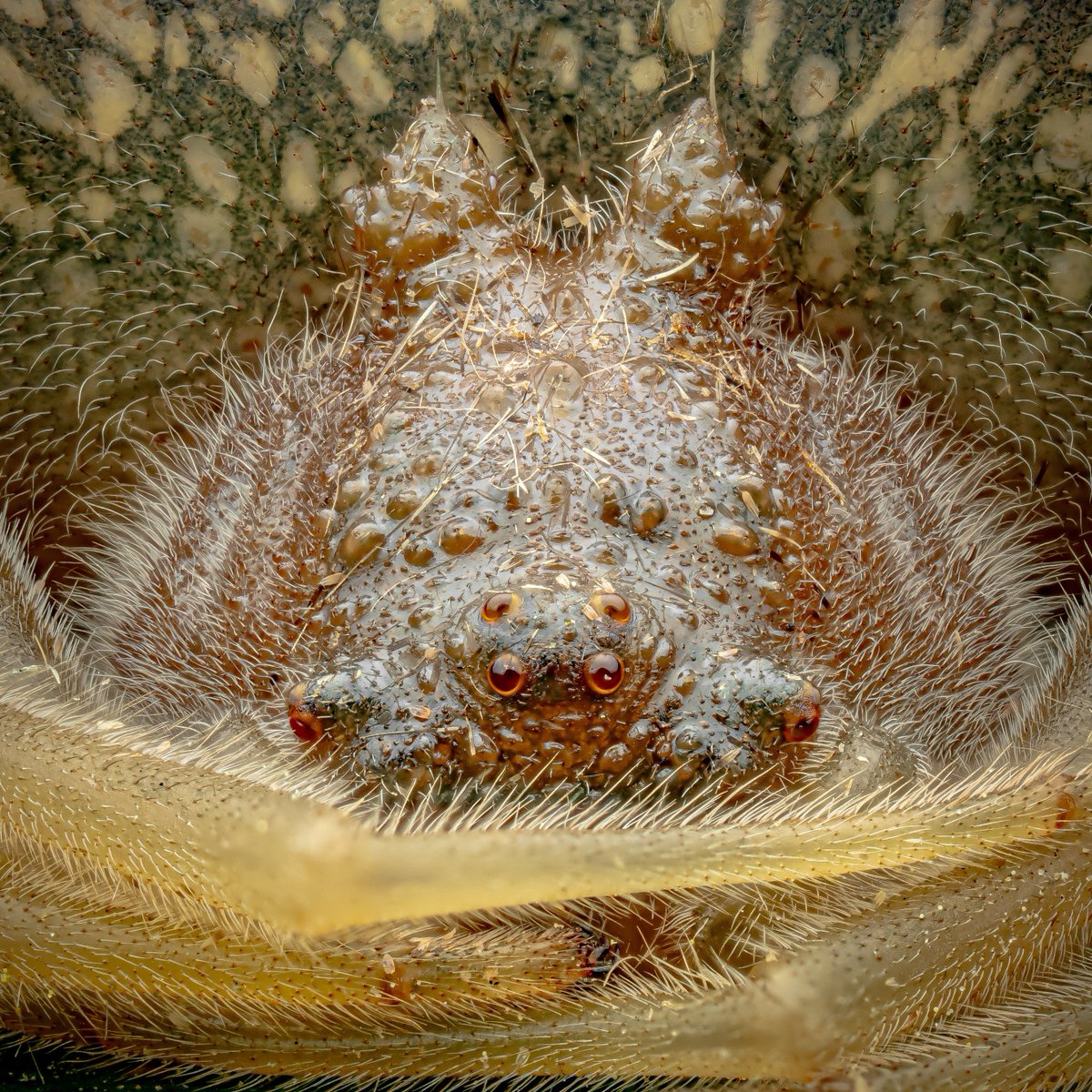 Look 👏 at 👏 her 👏! 😍 That beautiful face belongs to Mastophora stowei, a bolas spider. During the day she’ll curl up and sit on a leaf, which is how I photographed her here. They rely so heavily on their disguise as bird poop (or galls?) that they won’t move even when prodded