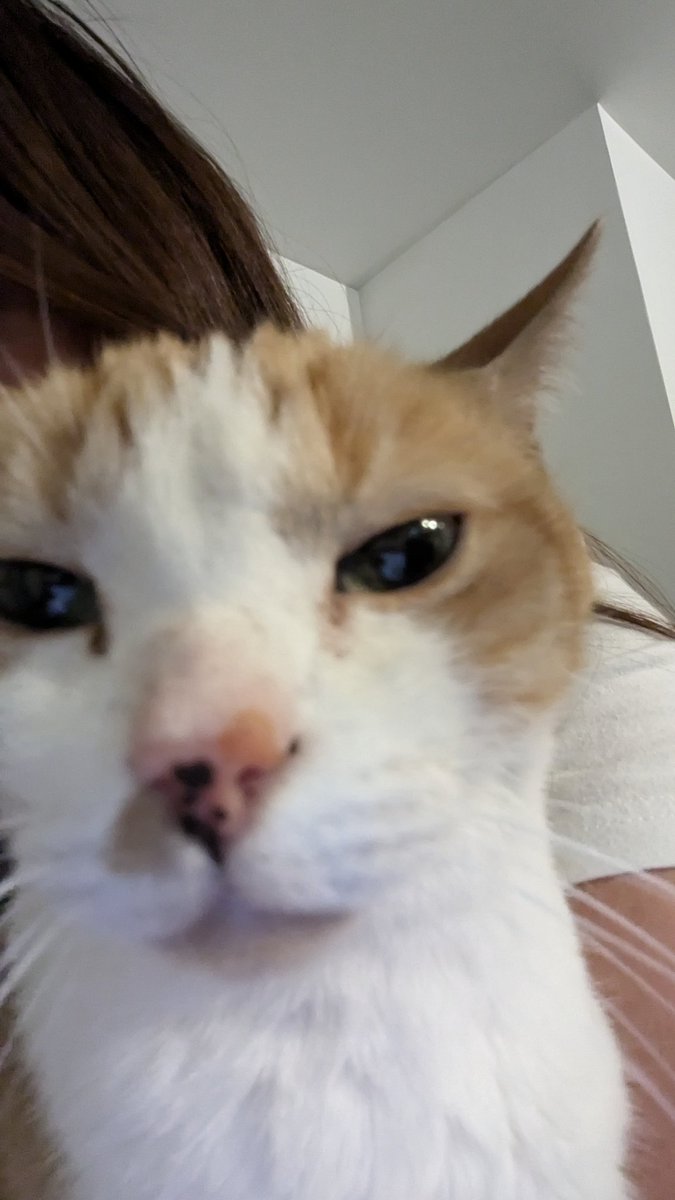 uyenvong's tweet photo. Day six: Derp says go vote. 🇺🇸🗳️ https://t.co/39zH3hDyXV