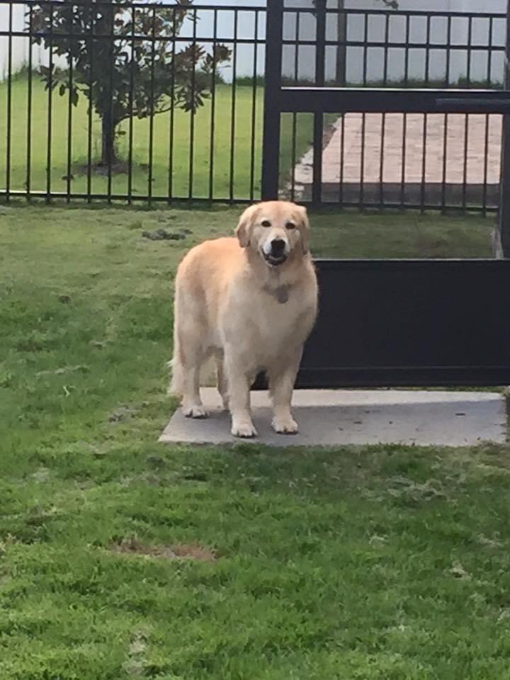 AlexBennettWP's tweet photo. @KirkHerbstreit We lost our golden 2 years ago from cancer. She fought the good fight https://t.co/d746athbKg