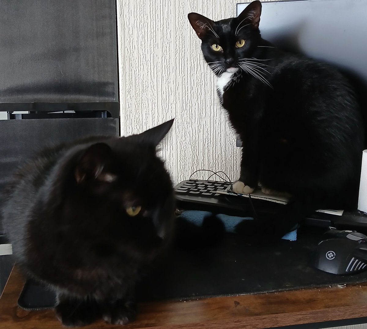 DrDavidOld's tweet photo. @NFLUKIRE Got these two cute monsters watching the game tonight watching in Edinburgh, Scotland https://t.co/5fDZtJmIVi