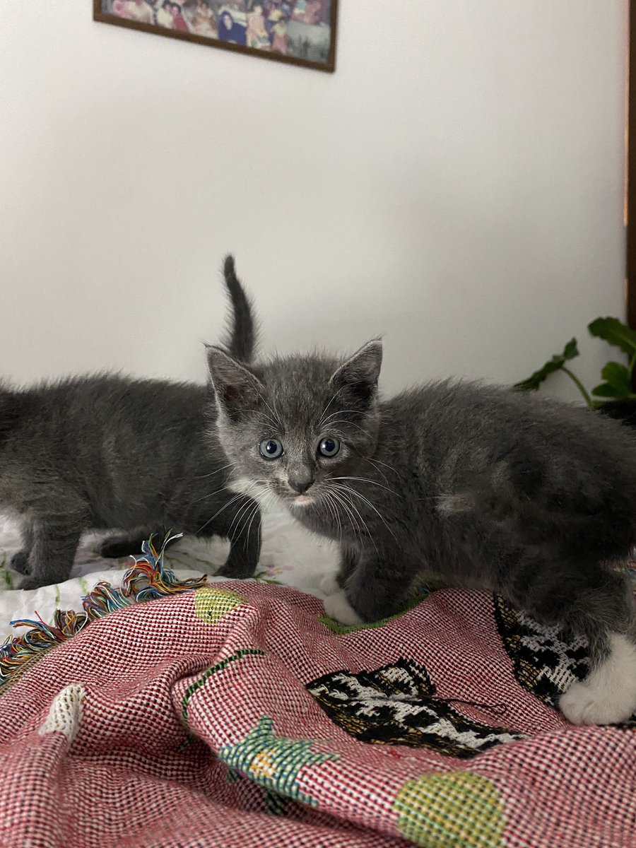 lapetiisaa's tweet photo. Bebitos en adopción responsable 💕 comen croquetas y patecito, usan correctamente el arenero y son muy amorosos y juguetones. Ayúdame compartiendo para que encuentren un hogar 🏠 https://t.co/wHkhPjnCML