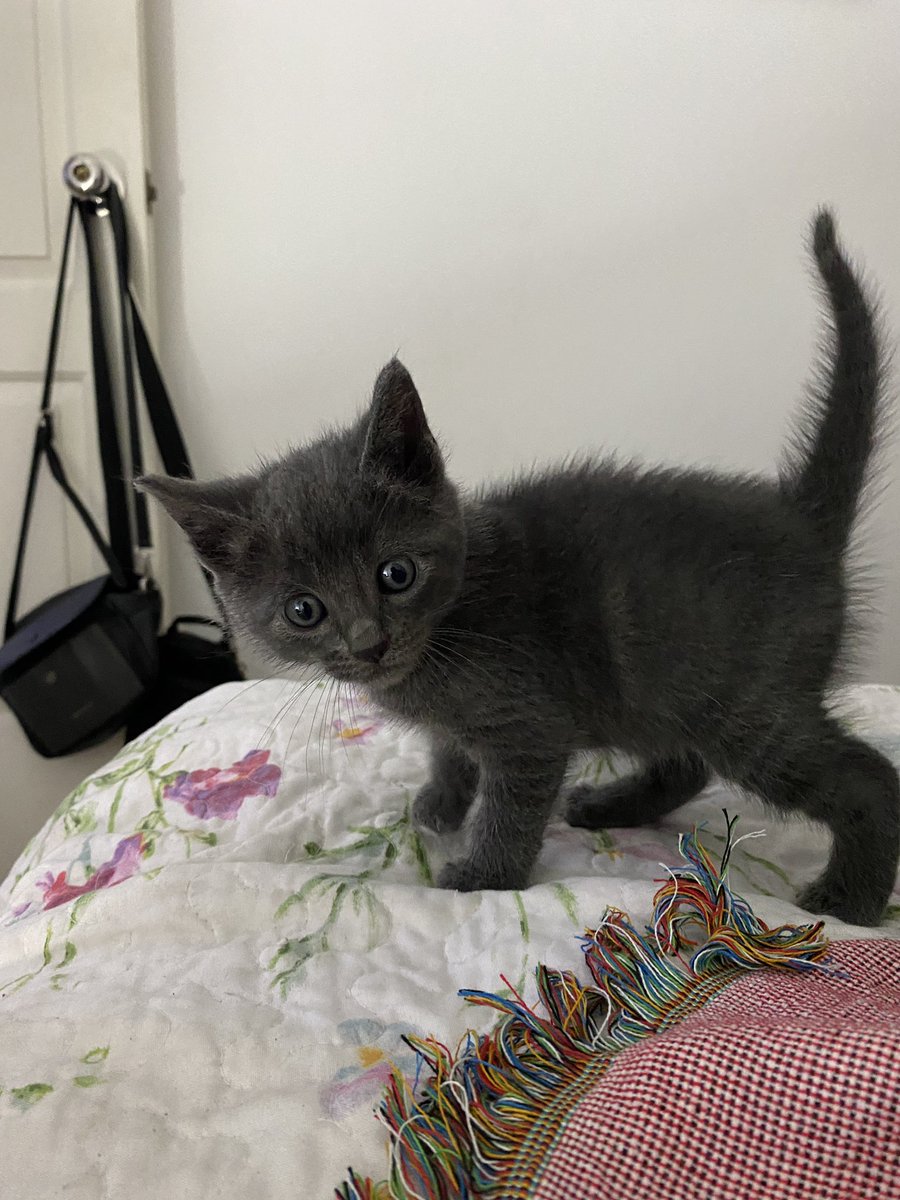 lapetiisaa's tweet photo. Bebitos en adopción responsable 💕 comen croquetas y patecito, usan correctamente el arenero y son muy amorosos y juguetones. Ayúdame compartiendo para que encuentren un hogar 🏠 https://t.co/wHkhPjnCML