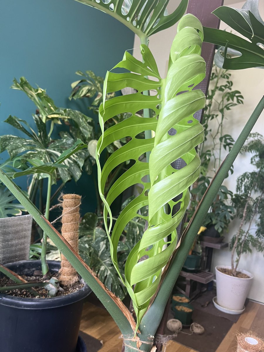 sky53535353's tweet photo. すきな瞬間撮れた
自分が綺麗だって分かってそう

#モンステラ
#Monstera https://t.co/FBuMMt6NPD