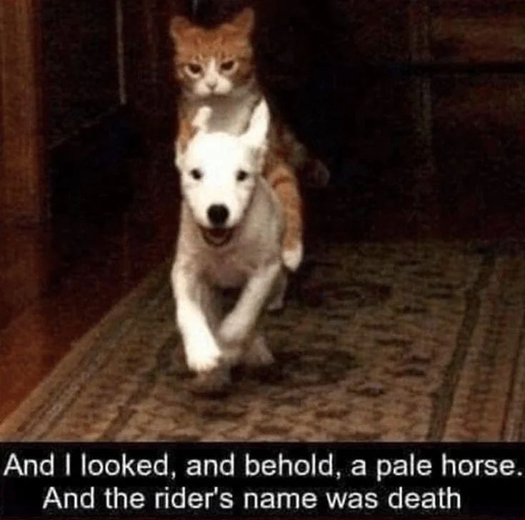 WholesomeMeme's tweet photo. https://t.co/FPURjKwX5J