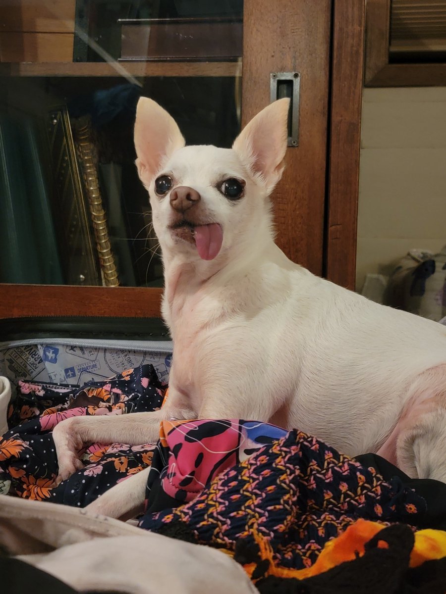 seabeck's tweet photo. #Rescues are the best! #Soy #chihuahua #kitsap https://t.co/ztYOTqFrp0
