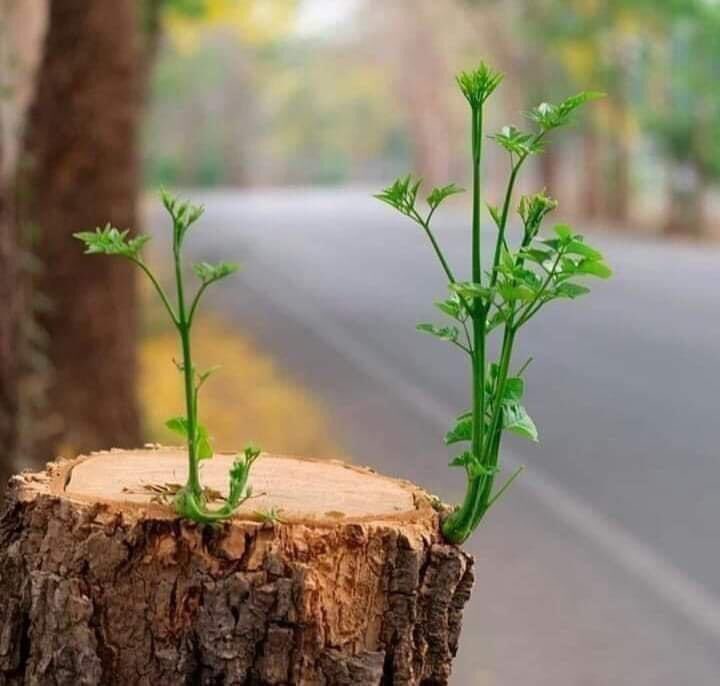 Good morning ☀️ 

سبھی کے حِصّے میں حسبِ رواج بٹ کر بھی 
شجر   تو   پھُوٹ   پڑا   بار   بار  کٹ کر بھی