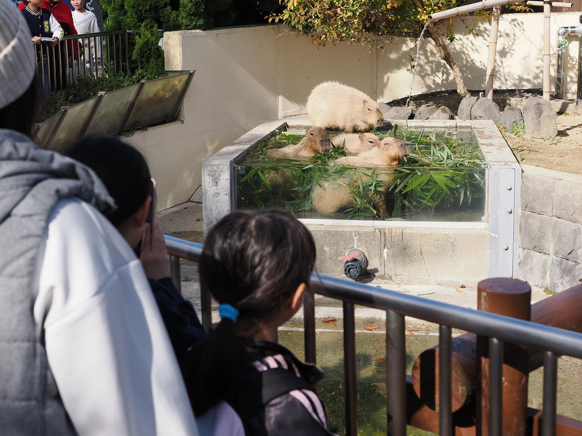 【湯っこにつかるカピバラたちが気持ち良さそう】
11月２日から「カピバラの湯っこ」を始めました。
気持ち良さそうにお湯につかり好物のササなどを食べる様子は、見ているこちらまで温かい気持ちになります。
湯っこは12月１日(日)までの土日祝日と26日(火)に開催予定です。