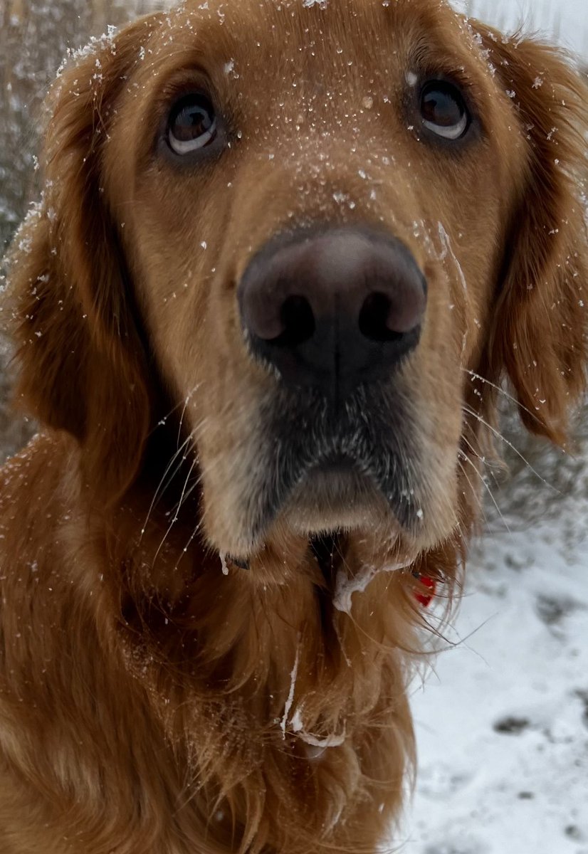 john_koth's tweet photo. @KirkHerbstreit Rocky and his family send prayers to you and Ben. https://t.co/xq8yHW2BcW