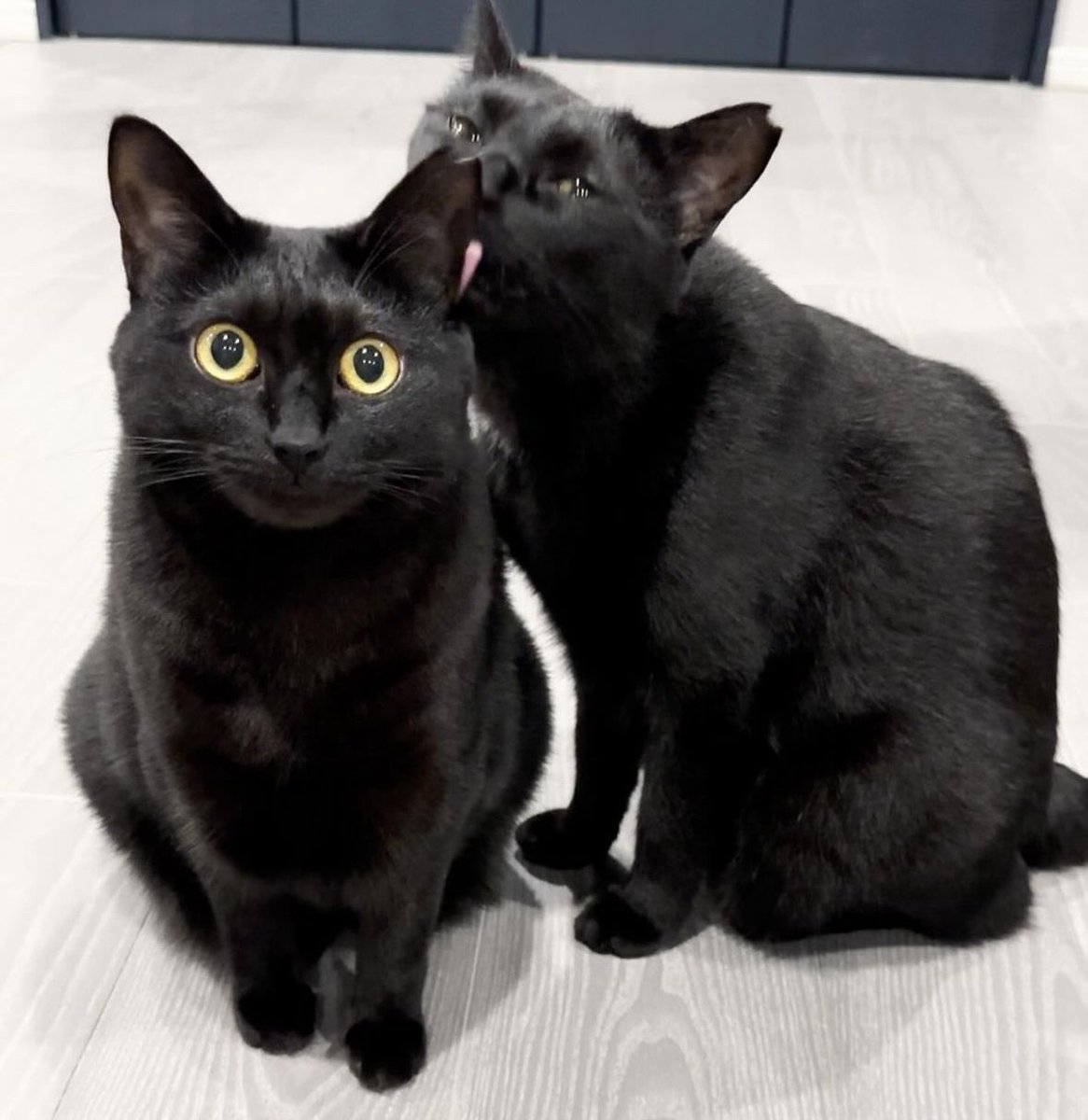 visualscat's tweet photo. https://t.co/DfcsKk4Mi6