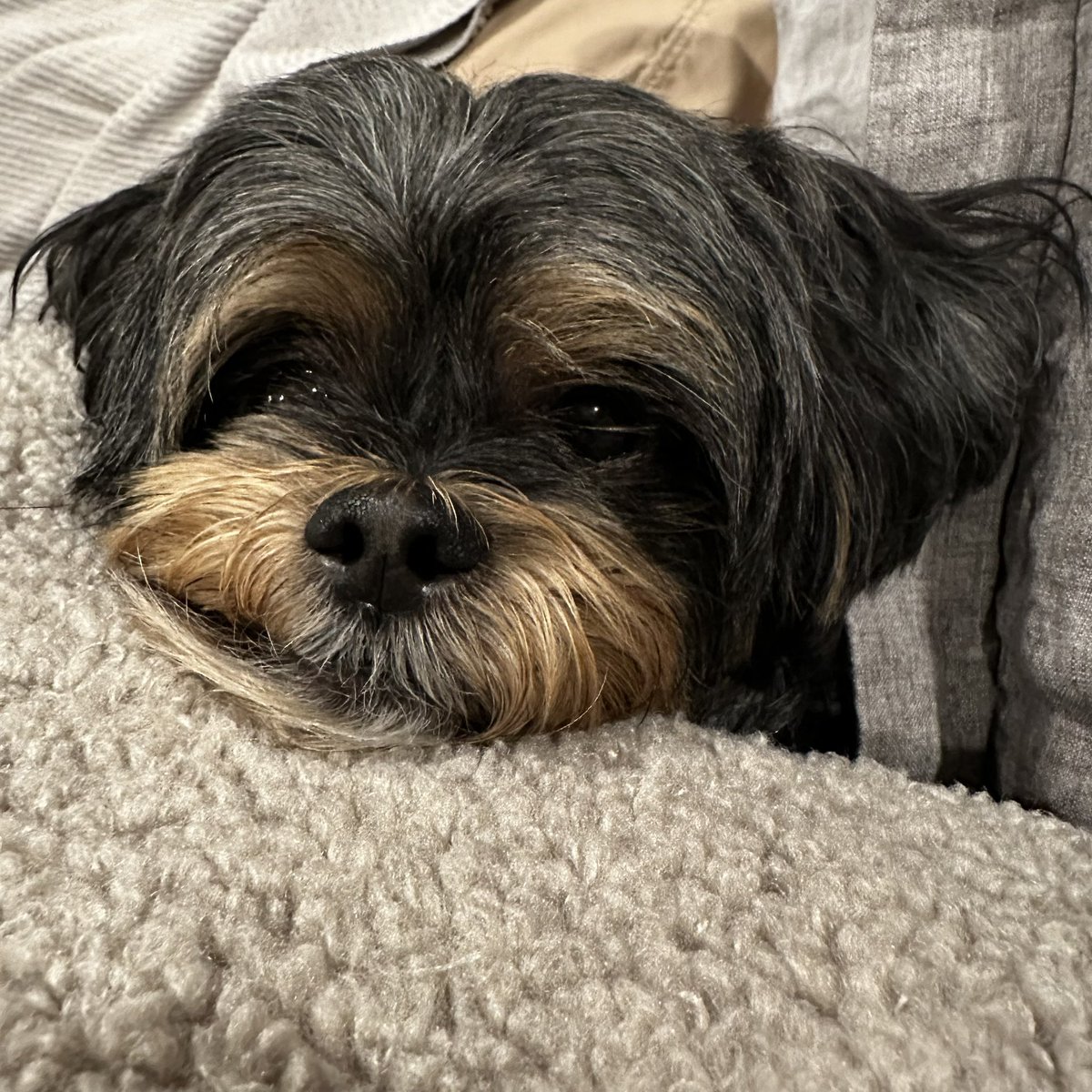 Matt Graham tweet media