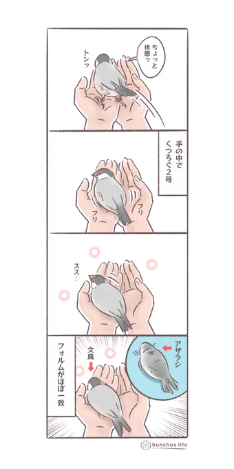 手の中でくつろぐ2号、フォルムがほぼアザラシだった🦭
#文鳥 
#4コマ漫画

※2025文鳥カレンダー予約販売中!
SUZURIグッズも追加しました!
ハイライトから見てね✨ 