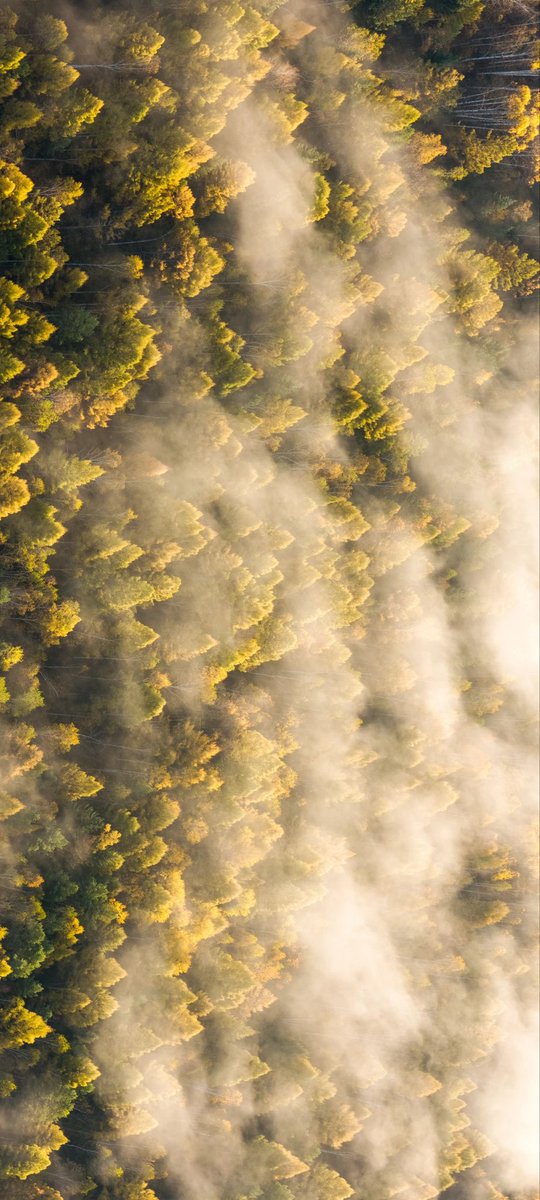 中国🇨🇳伊春
几场秋霜之后，东北秋色“蓄势待发”。

#China #ChinaTravel #Naturalbeauty #NaturalPhotography #Natural #View