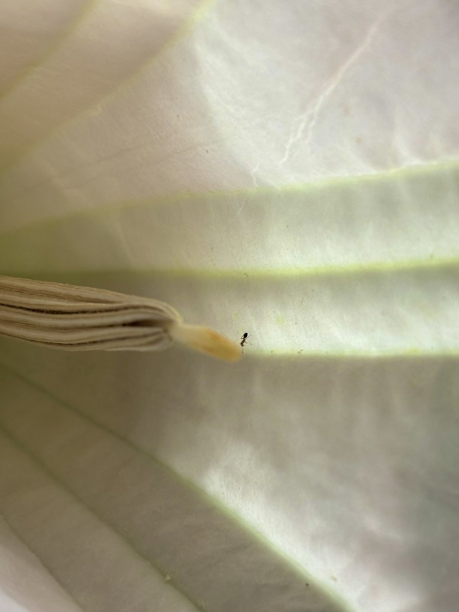 今朝のいろ、灰色の雲の合間から刺す光に天使のラッパが輝いて、なんだか誘われたように三つ採ってきた。11月に入っても元気なエンジェルトランペットの森、その中の中では、小さな仲間たちが忙しくしていた。(それにしても今年は🐜が少なかったよねえ？) 天使たち、いつまで鳴らすつもりなんだろか。