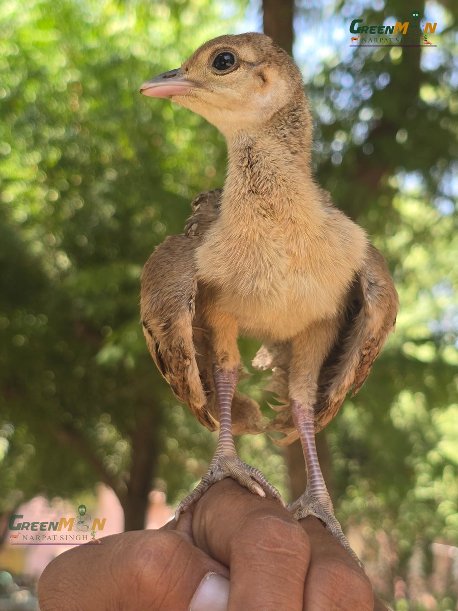 Greenman_narpat's tweet photo. मां के लिए तरस रही है आखें
#peocock https://t.co/kcggoe86nL