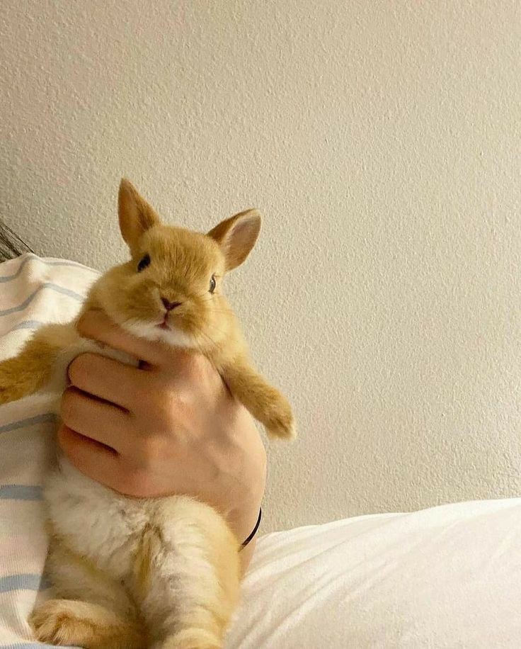 oi pessoal eu sou o moranguinho