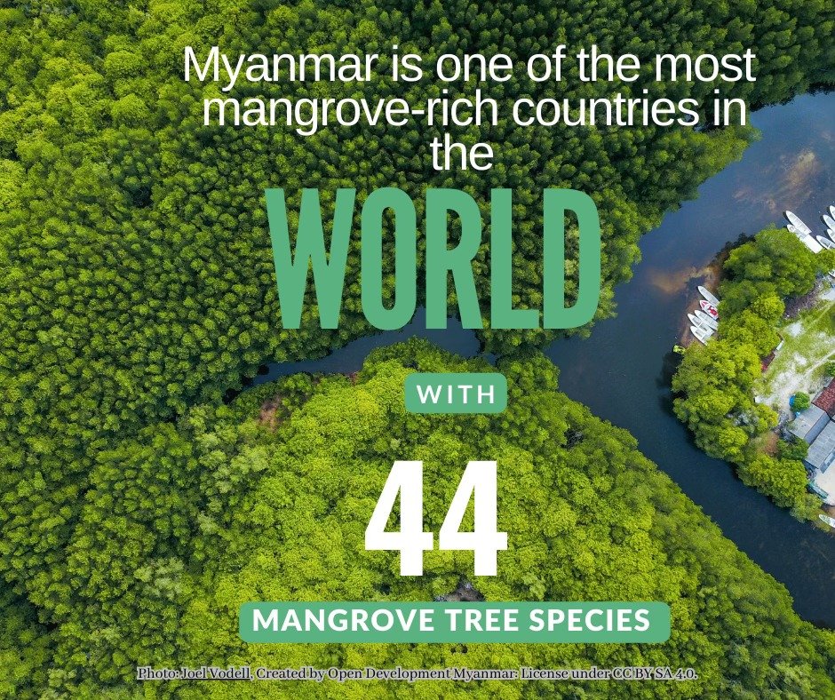 🌳🌍 #Myanmar🇲🇲, home to 44 mangrove species, is one of the world’s most #mangrove-rich countries. Despite threats, over half of its mangrove forests remain, offering hope for conservation &amp; carbon storage. Learn more about mangrove &amp; carbon economy: shorturl.at/WaLtx🌱👇