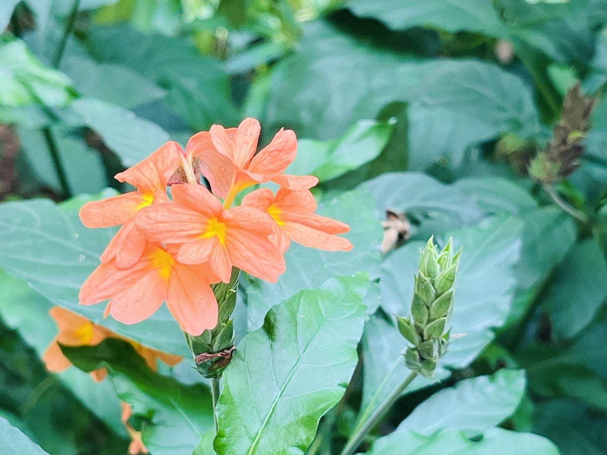 Mukkanna99's tweet photo. Same flower 😊 https://t.co/lxFPW7maJn