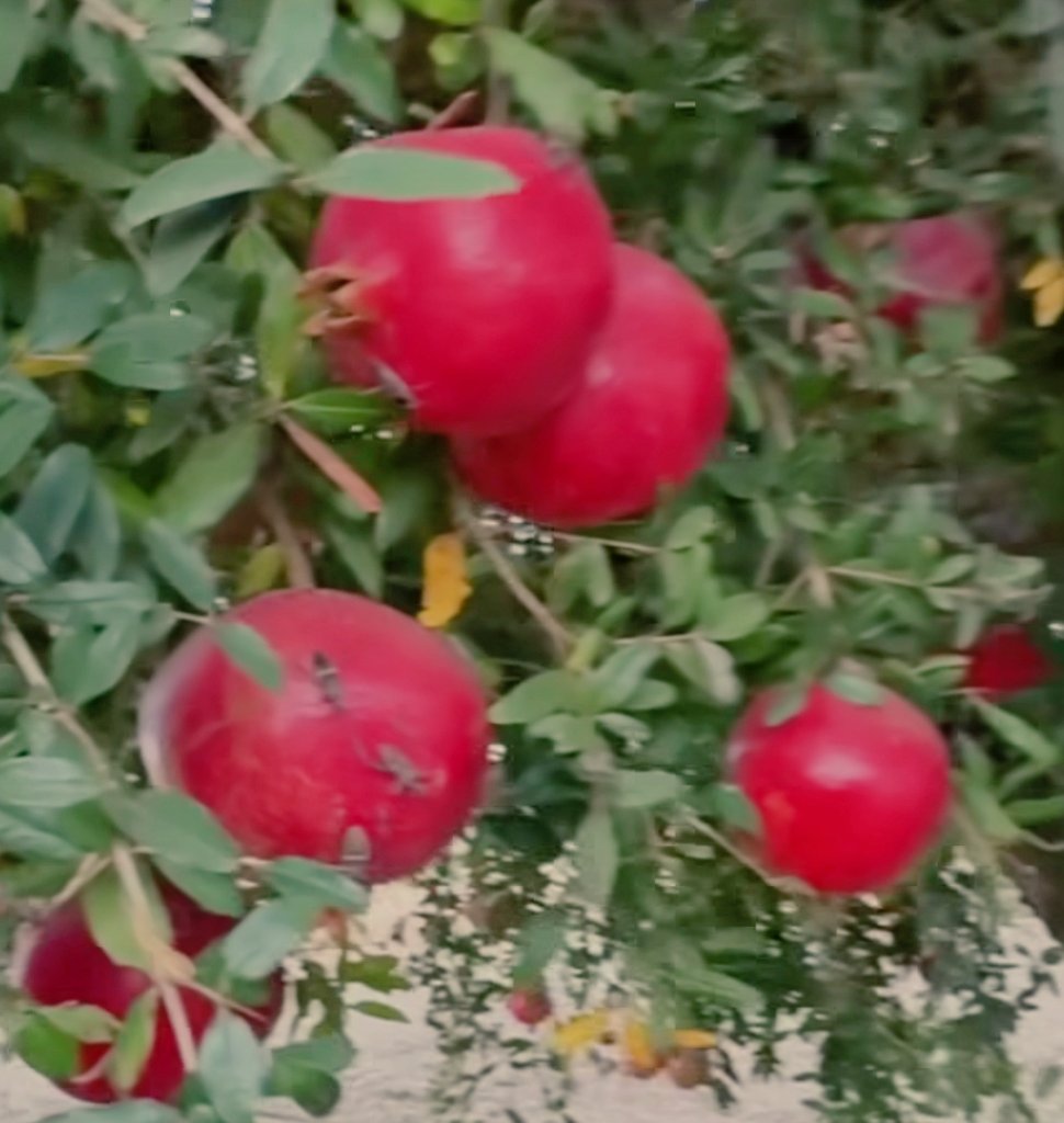 ڏاڙهونء رس چپڙا
لاهوتي جو گلاس
نيٺ وڃائين ڪپڙا
😅 😉