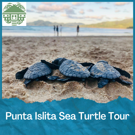 SEEturtles's tweet photo. We're thrilled to launch our 2024 Sustainable Travel Auction! We're working with tour operators to auction off six extraordinary experiences. The funds will support our efforts to stop the tortoiseshell trade &amp; clean up plastic. Bid today to save turtles!
https://t.co/3cyq48i0he https://t.co/cLQJrdIbpb