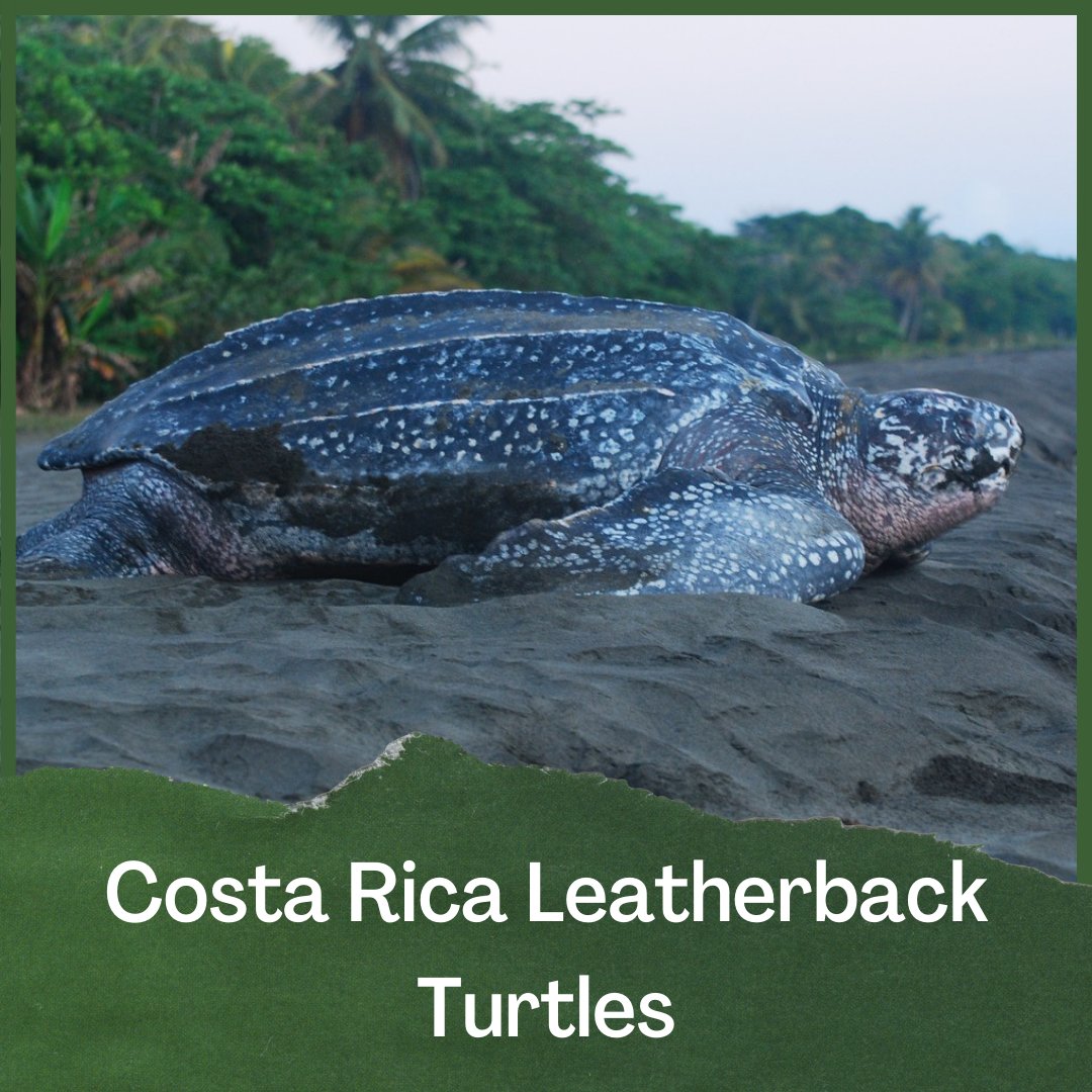 SEEturtles's tweet photo. We're thrilled to launch our 2024 Sustainable Travel Auction! We're working with tour operators to auction off six extraordinary experiences. The funds will support our efforts to stop the tortoiseshell trade &amp; clean up plastic. Bid today to save turtles!
https://t.co/3cyq48i0he https://t.co/cLQJrdIbpb