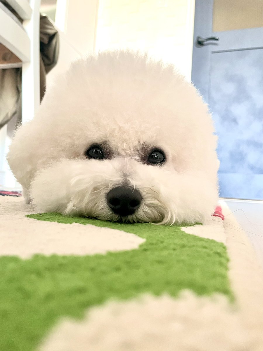 fumiii888's tweet photo. 名刺かわいい💗
dogramさんもまた行きたい❣️ https://t.co/vPGoTtN6bZ