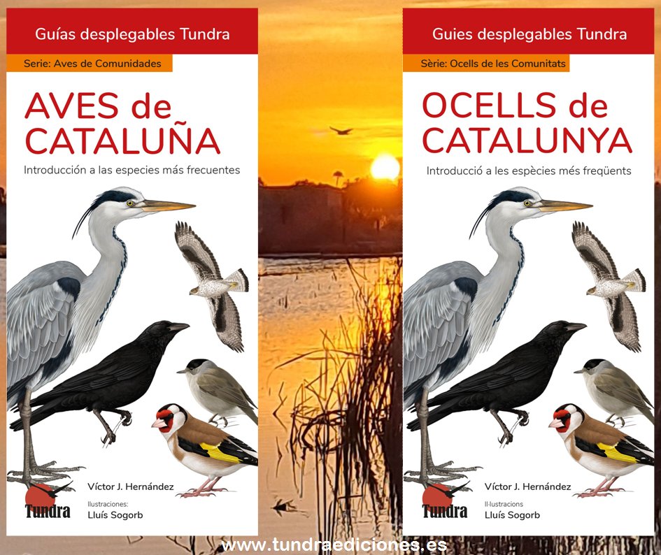 Con éstas completamos la península y Baleares en esta serie de guías de introducción a las aves de cada comunidad para todos los públicos y edades y que incluyen mapa de los mejores sitios de pajareo. Seguirán las d Canarias y los enclaves norteafricanos.
tundraediciones.es