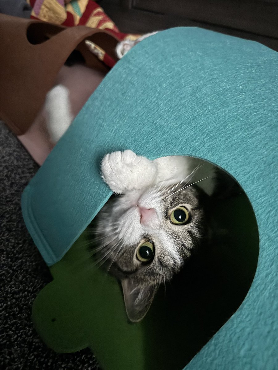 GriffethHannah's tweet image. Carl and Matilda update after not being active or having this app since probably July 🤪