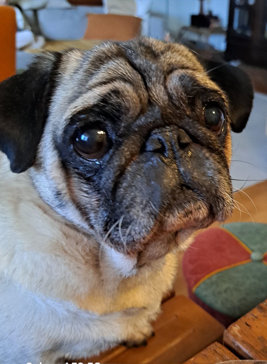 Joonaksen nahkaveli ihoaa parsakaalia. Nahkaveli on vakuuttunut siitä, että pinaattiletut on on tehty parsasta, koska ne ovat vihreitä. Joonakselle se on iha sama. Kaikki käy, eikä mistään minkä voi syödä, pidä kieltäytyä.
Hauskaa päivää kamut! 
T. Urpo