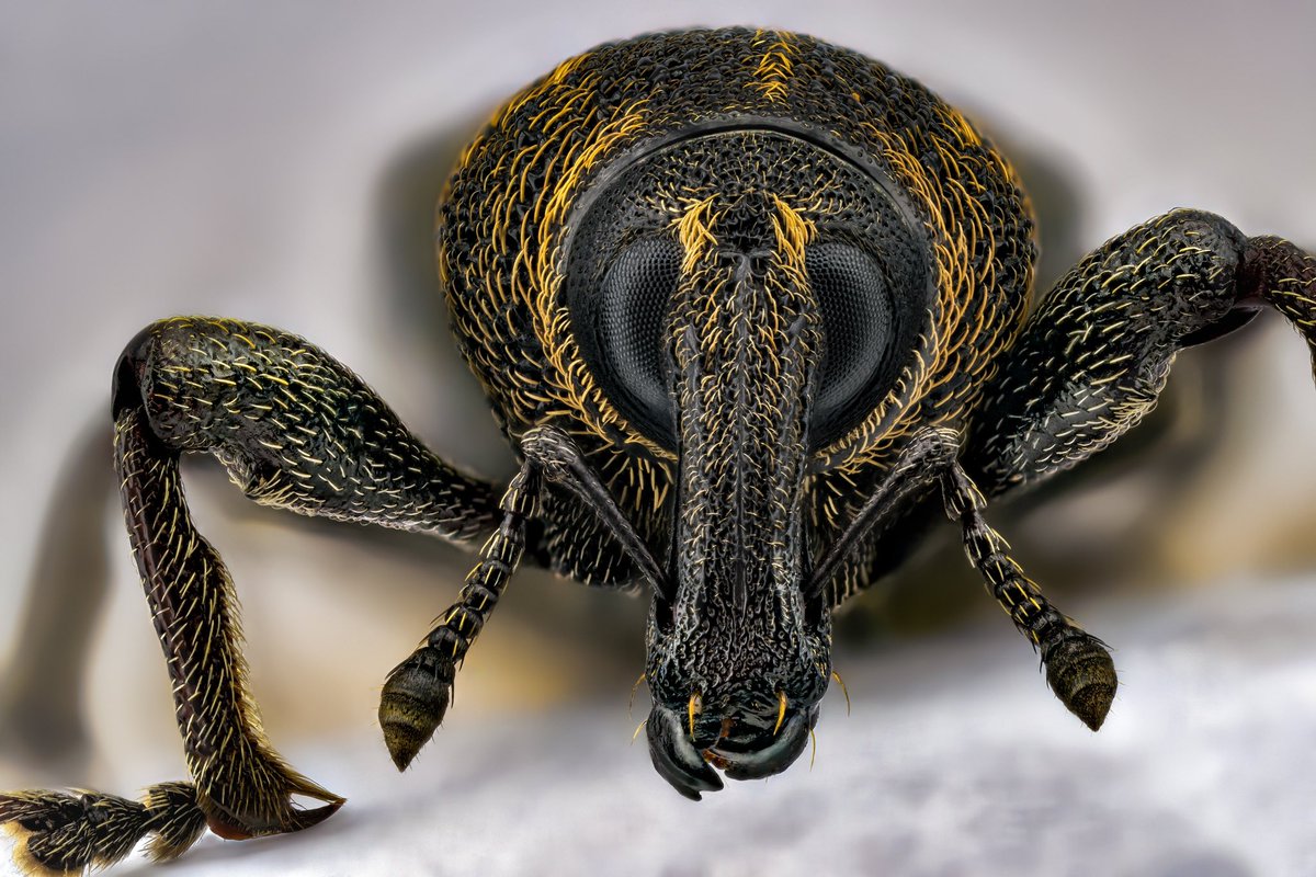 I had the the pleasure to do an interview with an amazing insect photographer, Thorben Danke <a href="/sagaOptics/">Thorben Danke</a> 🤩😎 Check out the interview on our website. The link below ⬇️ 
biocommunication.org/en/insects360/…