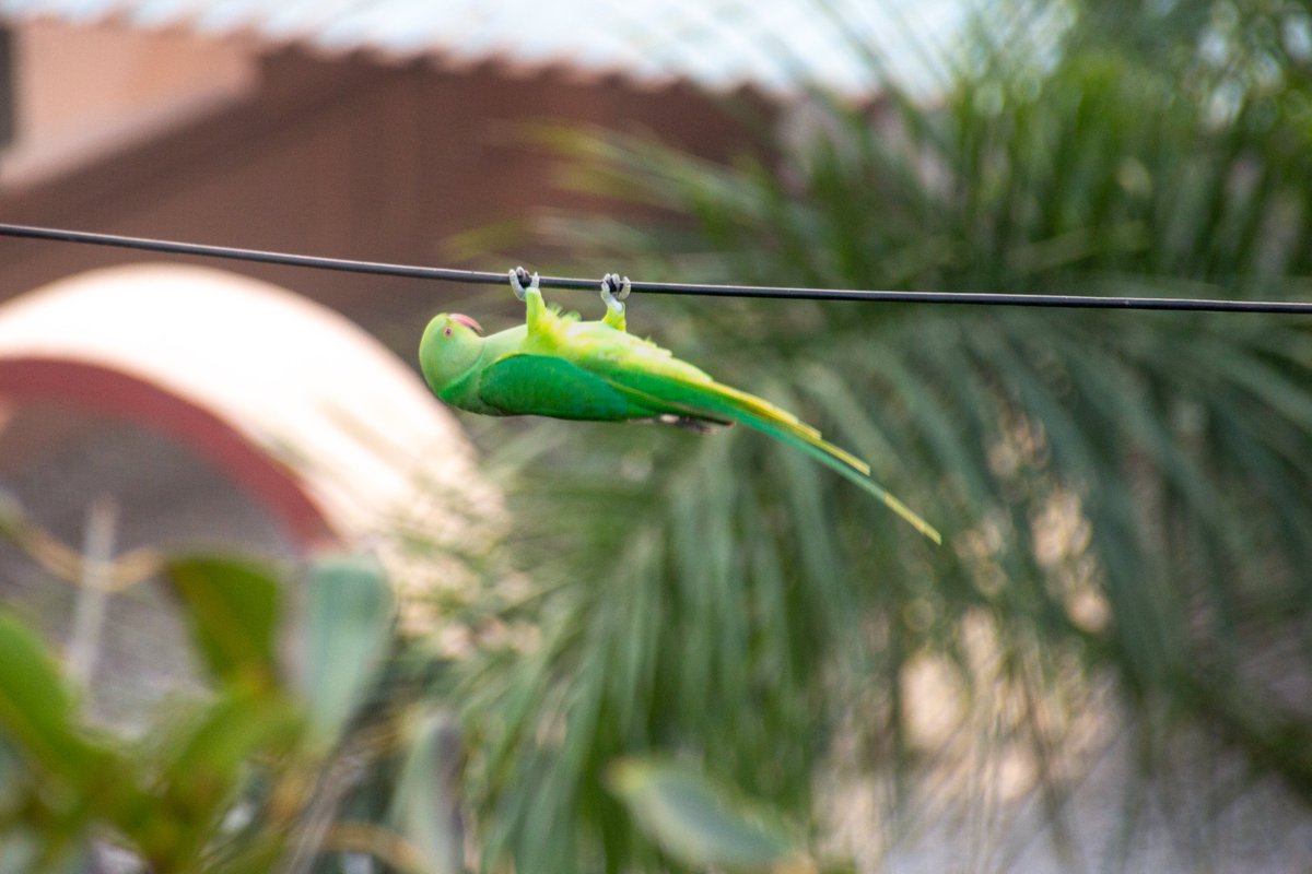 justinnisly's tweet photo. one of the Rose-Ringed Parakeets that visits every evening is working on a horizontal bar routine https://t.co/xpDN0cCLdz