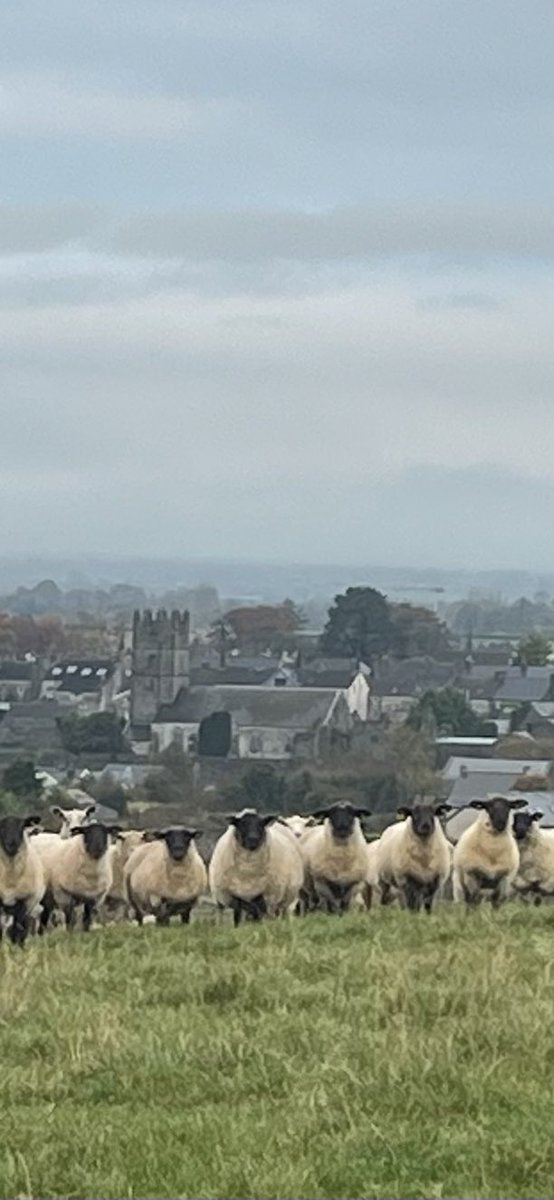 Checking out the view of Fethard with the Woolly Mamas #Fethard #sheeplife #Tipp