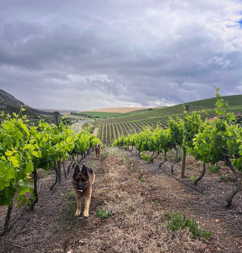 After some late rain our Raka dogs are very happy to go inspect our vines inbetween downpours 🌧️🍇

#rakawine #visitstanford #winelovers #coolclimatewines #SAwine #kleinriver #Overberg #winedogs