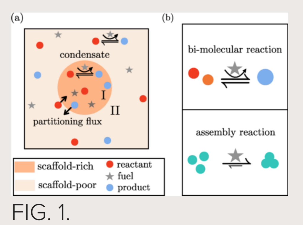 Sudarshana Laha (@lahasudarshana) on Twitter photo Our work on the framework of mass action kinetics of reactive dilute clients in presence of phase-separating scaffold, is out <a href="/PhysRevResearch/">Physical Review Research</a>: journals.aps.org/prresearch/abs…. Thanks to Jonathan Bauermann, <a href="/MichaelsLabETH/">Thomas Michaels</a>, Frank Jülicher and <a href="/WebersGroup/">Mesoscopic Physics of Life (MPol) - Weber Group</a> for the great collaboration. Our work on the framework of mass action kinetics of reactive dilute clients in presence of phase-separating scaffold, is out <a href="/PhysRevResearch/">Physical Review Research</a>: journals.aps.org/prresearch/abs…. Thanks to Jonathan Bauermann, <a href="/MichaelsLabETH/">Thomas Michaels</a>, Frank Jülicher and <a href="/WebersGroup/">Mesoscopic Physics of Life (MPol) - Weber Group</a> for the great collaboration.