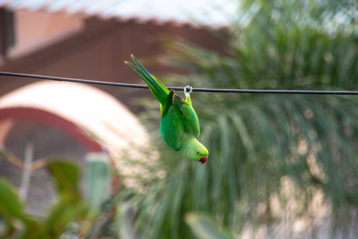 justinnisly's tweet photo. one of the Rose-Ringed Parakeets that visits every evening is working on a horizontal bar routine https://t.co/xpDN0cCLdz