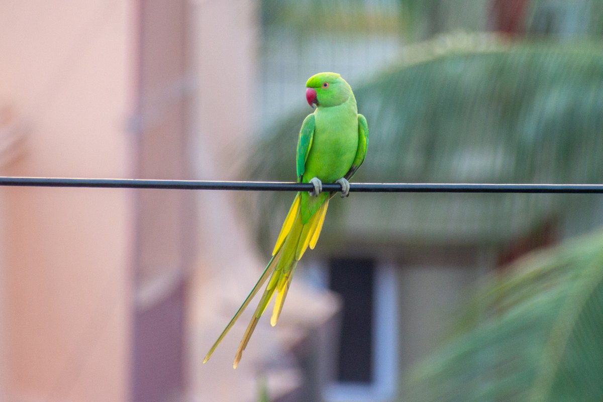 one of the Rose-Ringed Parakeets that visits every evening is working on a horizontal bar routine