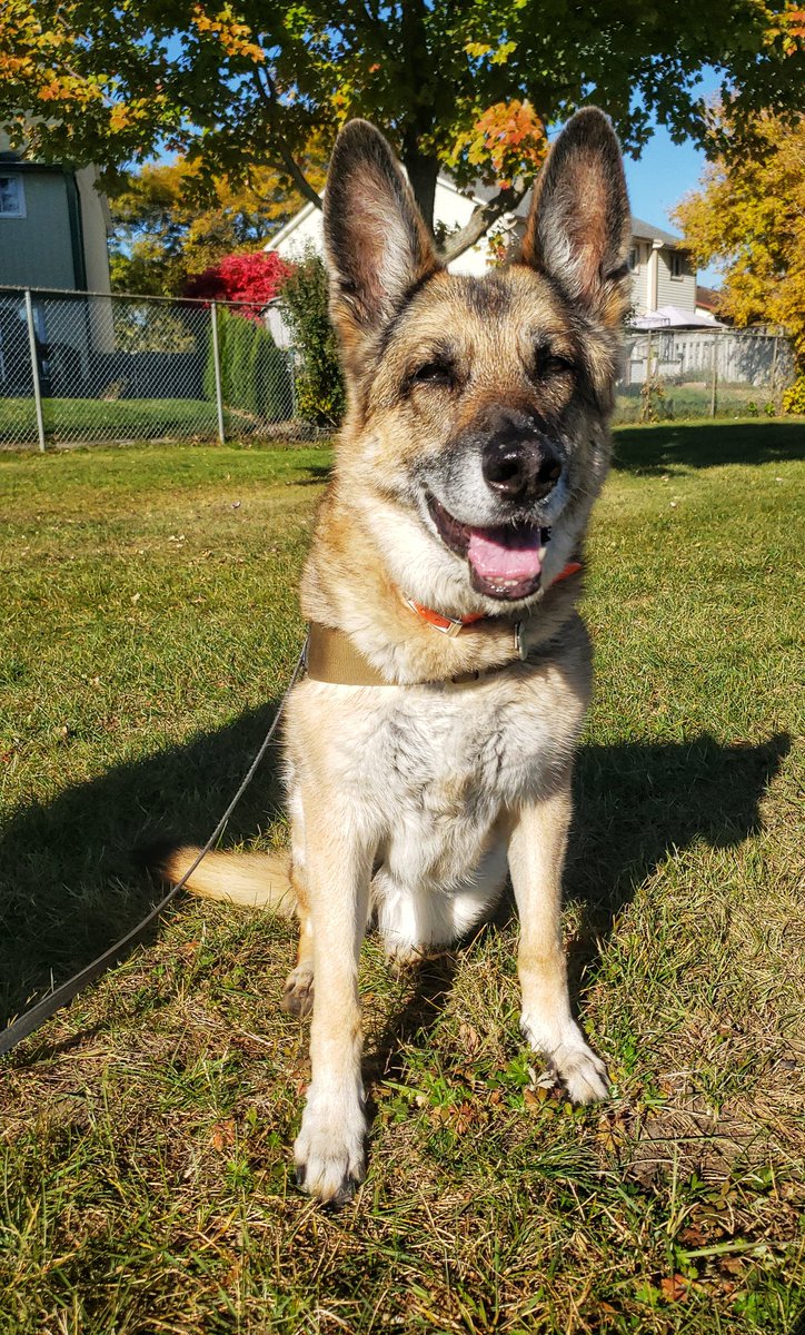 WalkinDogwalk's tweet photo. A great way to celebrate #tongueoutTuesday is to hang with Filly, and just enjoy the sunshine!
🌞🐾❤🐕🐶😋🌞
#sillyFilly #rescueGSD #TOT #walkinthedoginwhitby #walkinthedog https://t.co/sCX6iZicDx