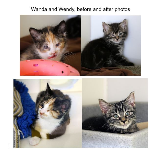 Wales Cat Centre | Canolfan Gathod Cymru (@walescatcentre) on Twitter photo Wendy and Wanda were admitted with severe flu, it was touch and go whether they would survive. What a difference receiving vet treatment and TLC from the team has made. If you would like to donate to their just giving appeal the link is bit.ly/3CfmyZz
<a href="/CatsProtection/">Cats Protection</a> Wendy and Wanda were admitted with severe flu, it was touch and go whether they would survive. What a difference receiving vet treatment and TLC from the team has made. If you would like to donate to their just giving appeal the link is bit.ly/3CfmyZz
<a href="/CatsProtection/">Cats Protection</a>